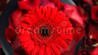 顶部的红色格贝拉花在花瓣下旋转。 美丽的暗红色格伯拉特写
